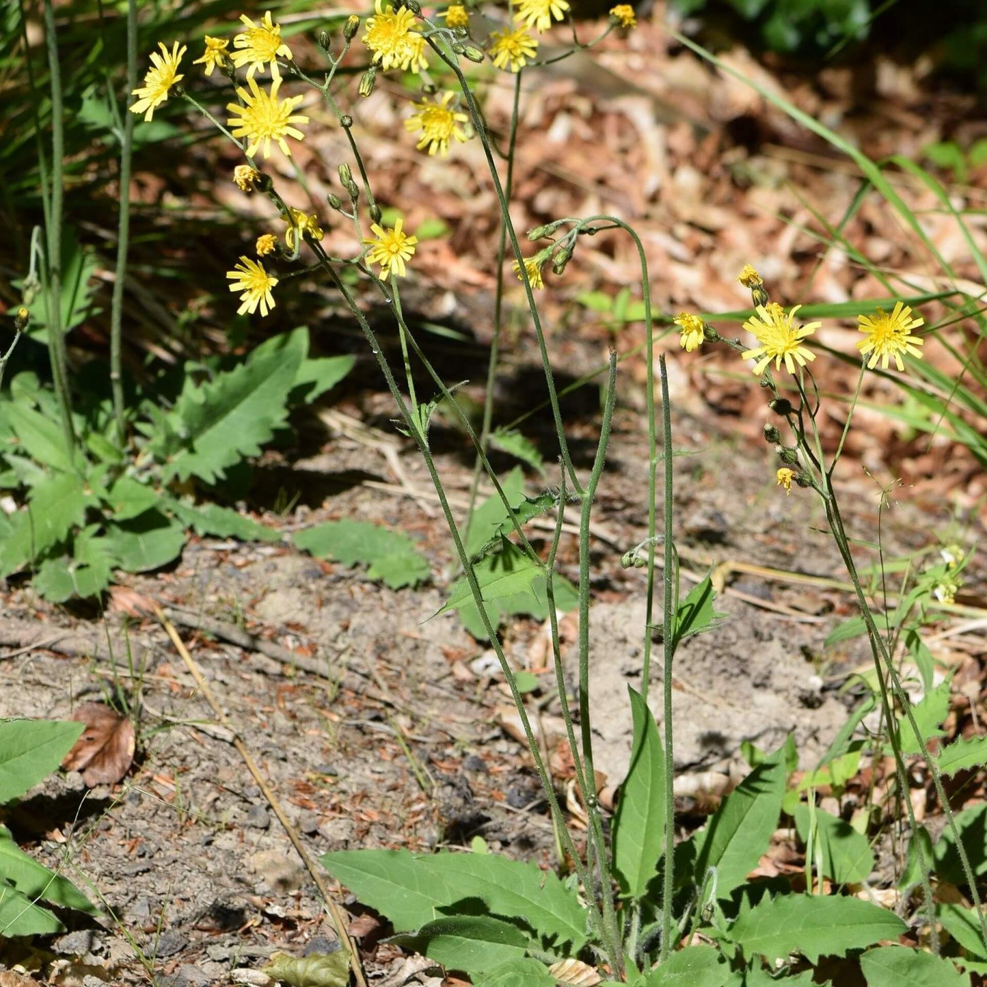 Wald-Habichtskraut (Hieracium murorum)