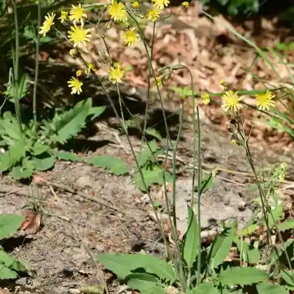 Foto von Wald-Habichtskraut (Hieracium murorum)