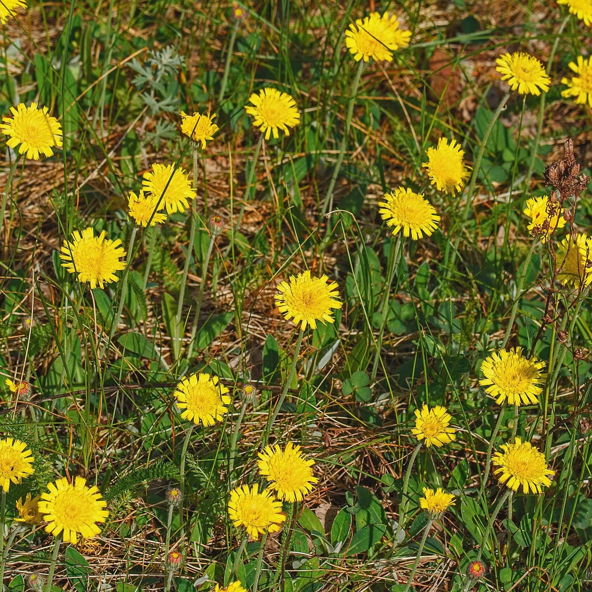 Kleines Habichtskraut (Hieracium pilosella)