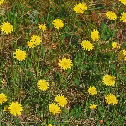 Foto von Kleines Habichtskraut (Hieracium pilosella)