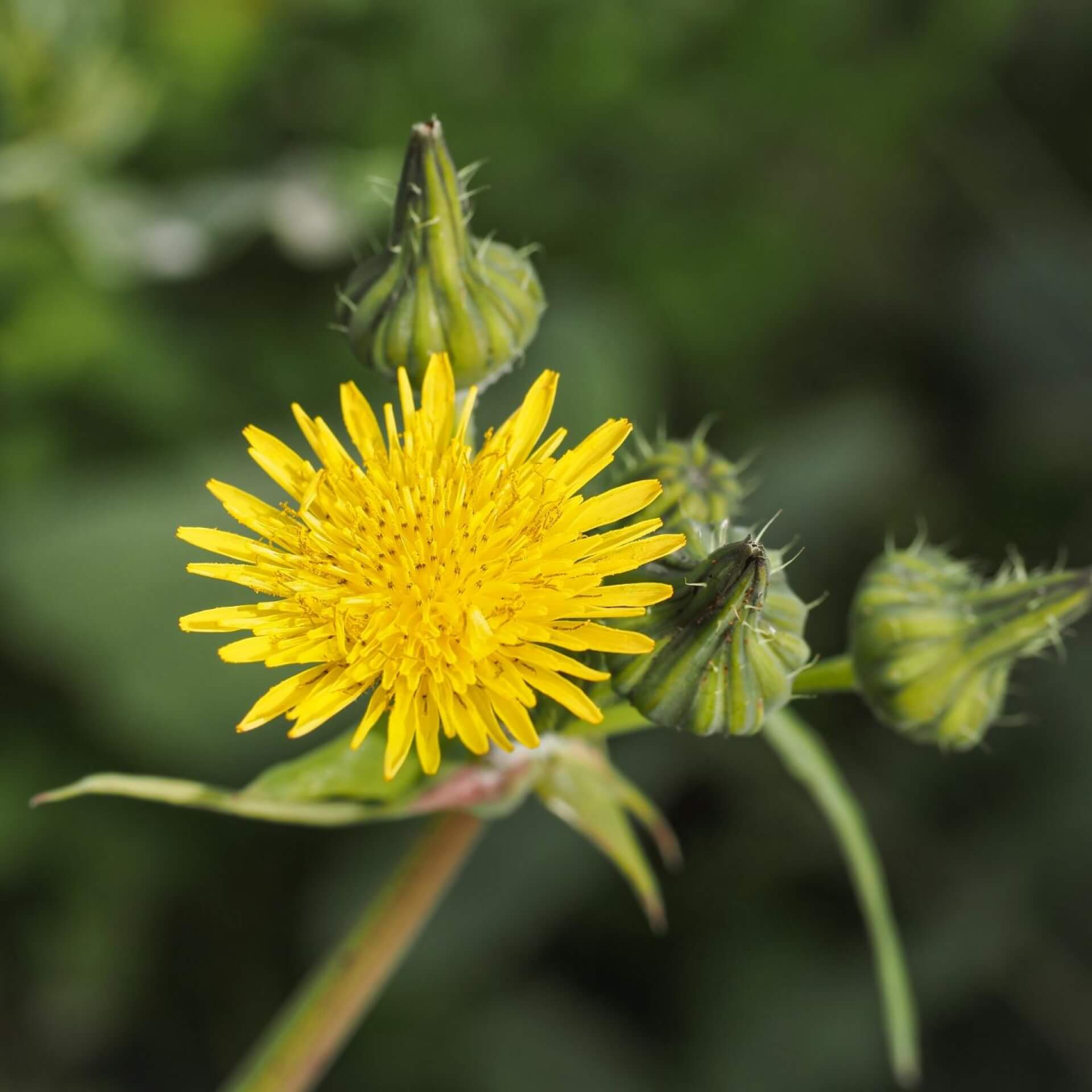 Kleines Habichtskraut (Hieracium pilosella)