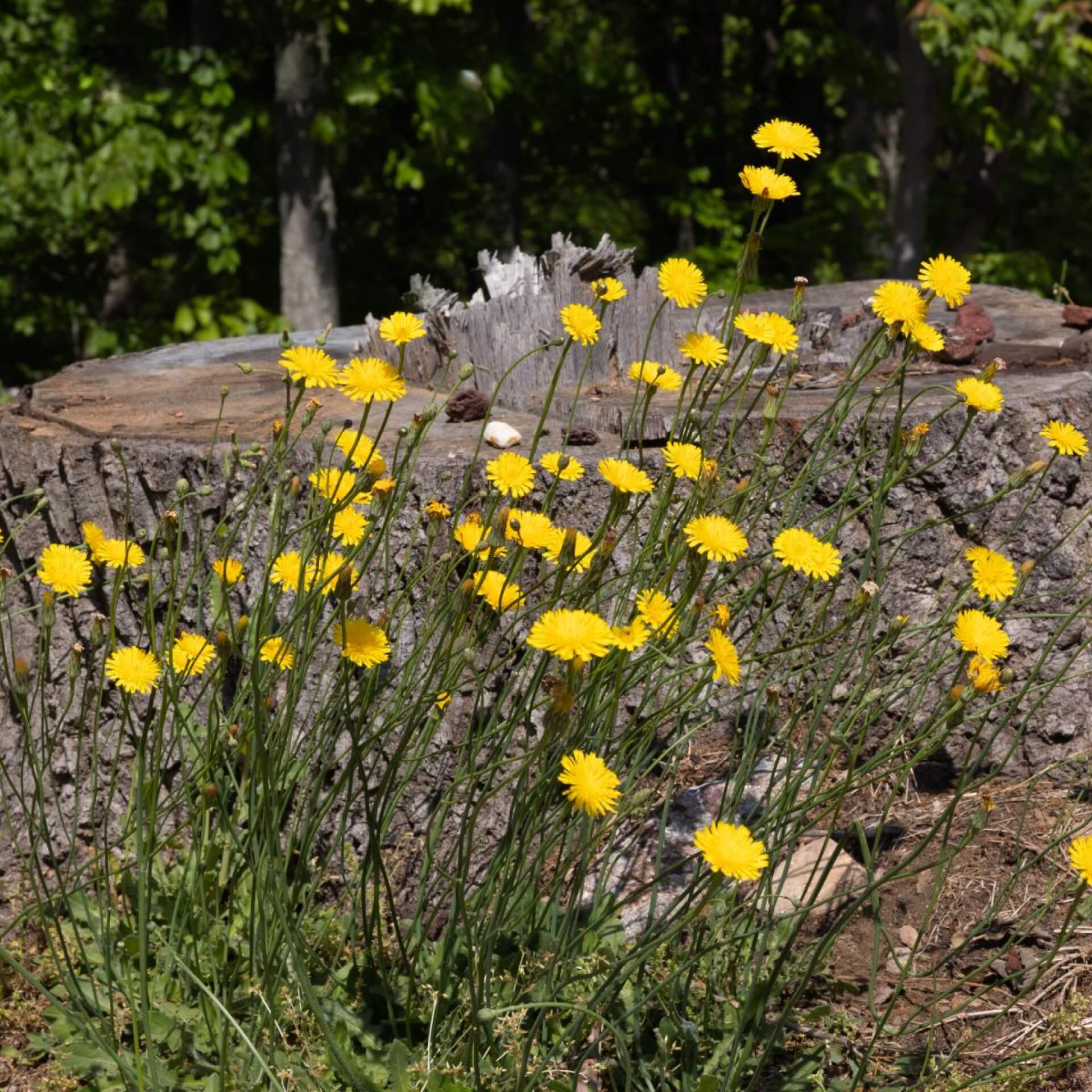 Florentiner Habichtskraut (Hieracium piloselloides)