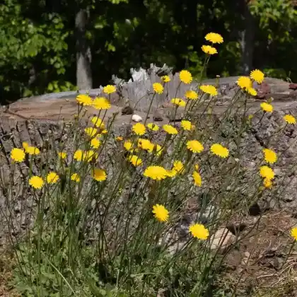 Foto von Florentiner Habichtskraut (Hieracium piloselloides)