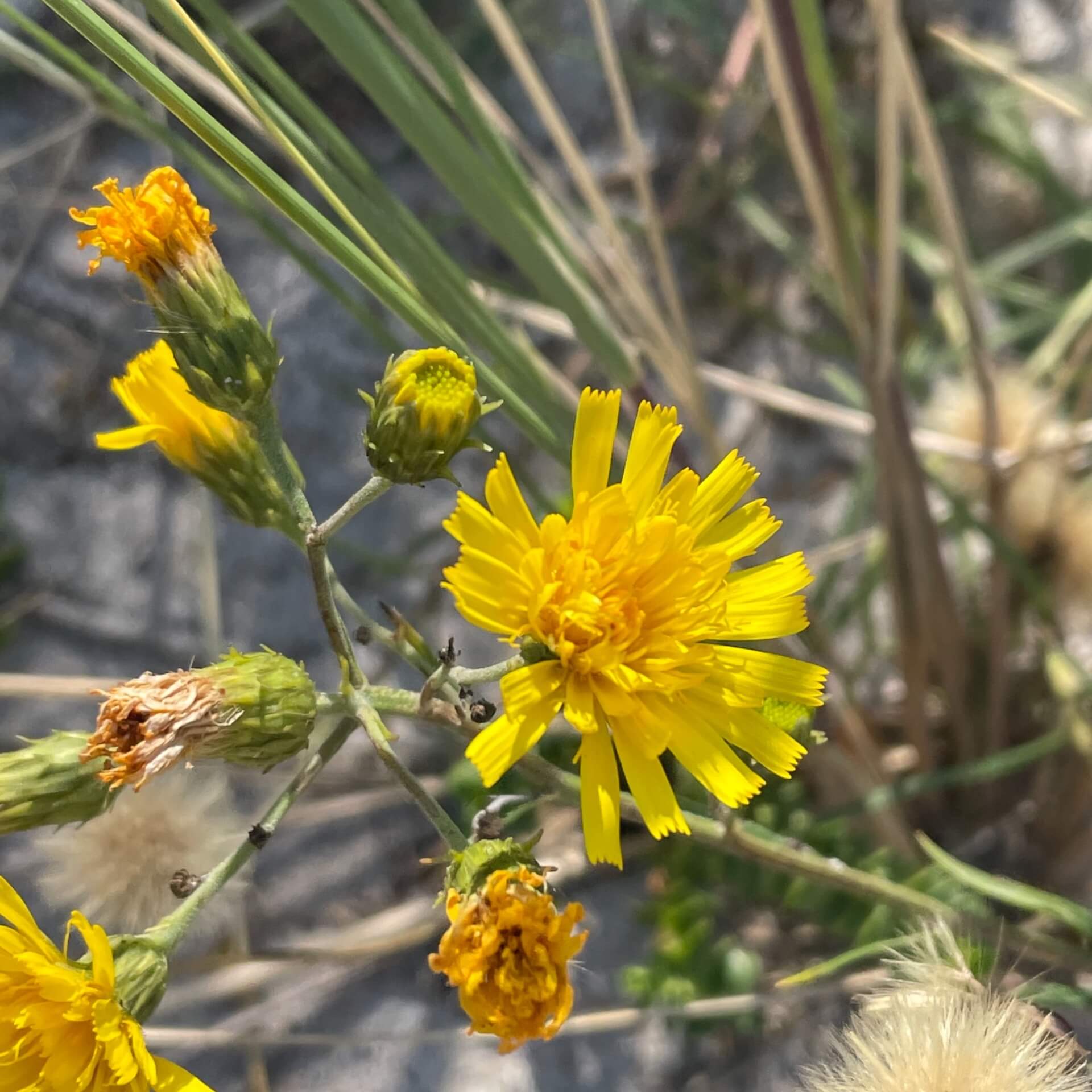 Doldiges Habichtskraut (Hieracium umbellatum)