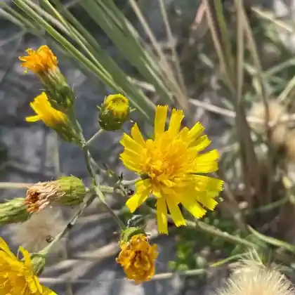 Foto von Doldiges Habichtskraut (Hieracium umbellatum)