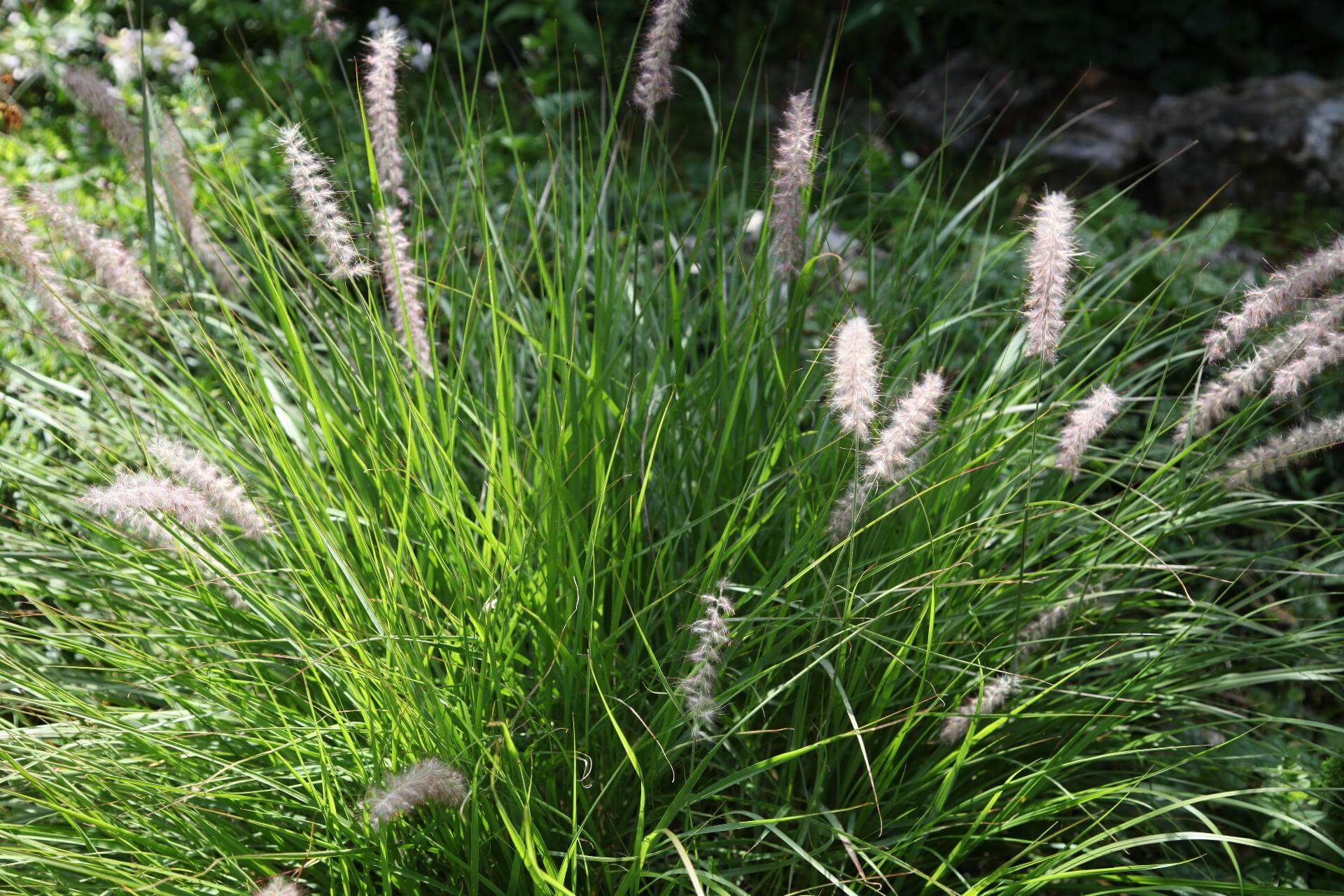 Duftendes Mariengras / Hierochloe odorata