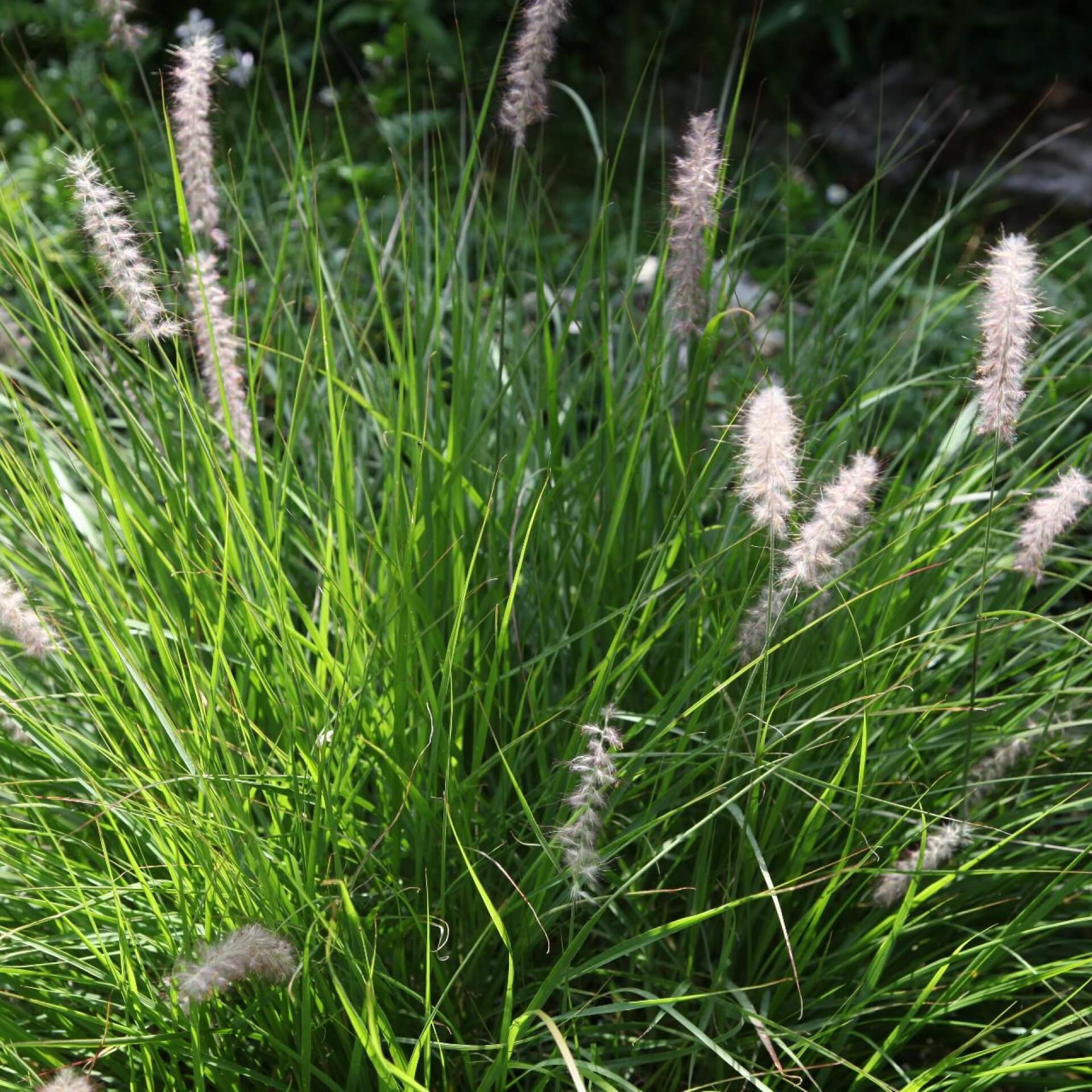 Duftendes Mariengras (Hierochloe odorata)