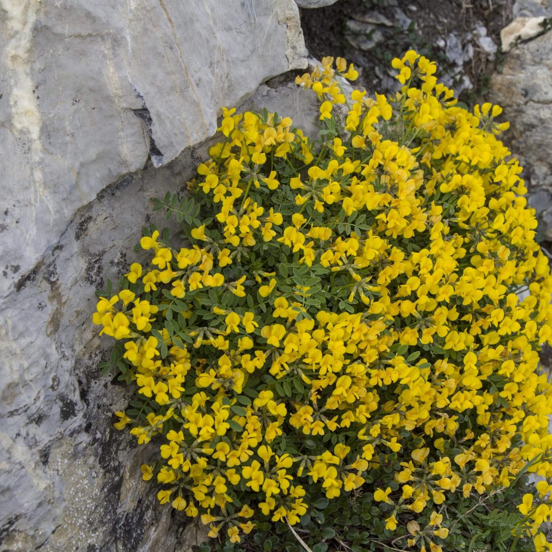 Hufeisenklee (Hippocrepis comosa)