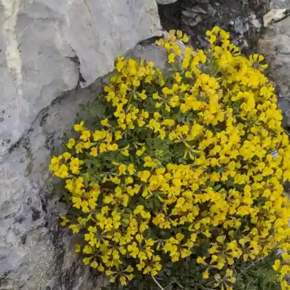 Foto von Hufeisenklee (Hippocrepis comosa)