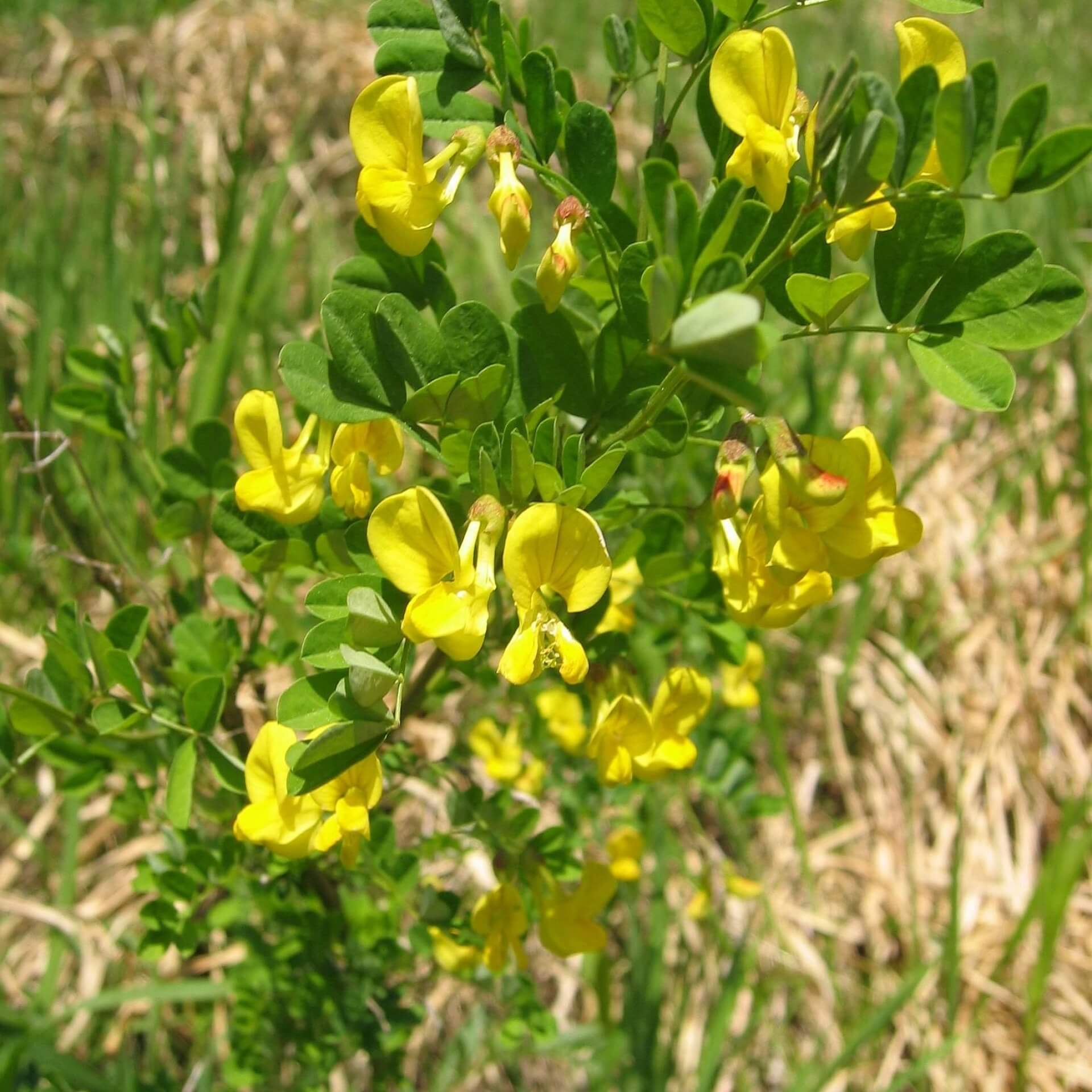 Strauchwicke (Hippocrepis emerus)