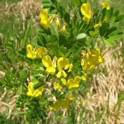 Foto von Strauchwicke (Hippocrepis emerus)