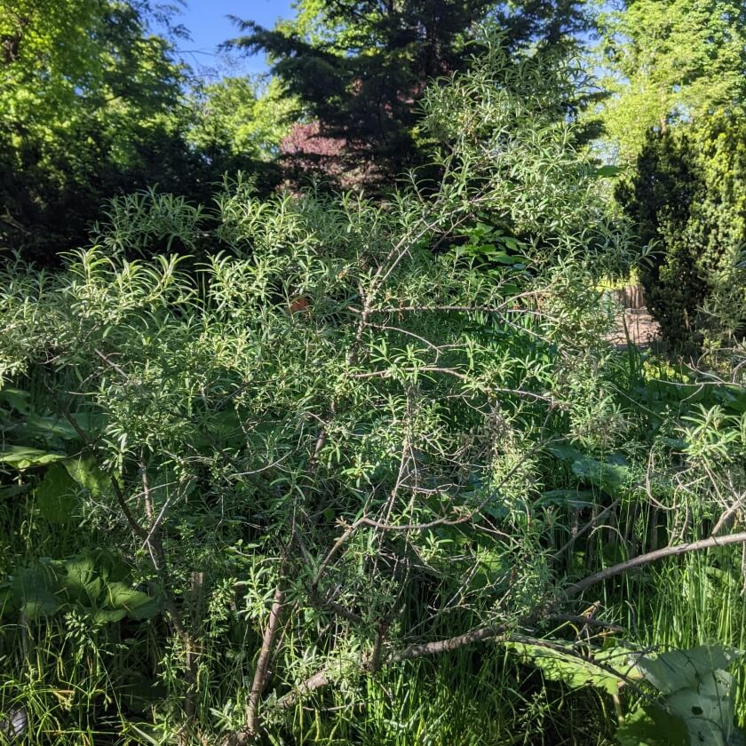 Sanddorn / Hippophae rhamnoides