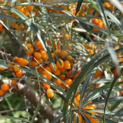Foto von Sanddorn (Hippophae rhamnoides)