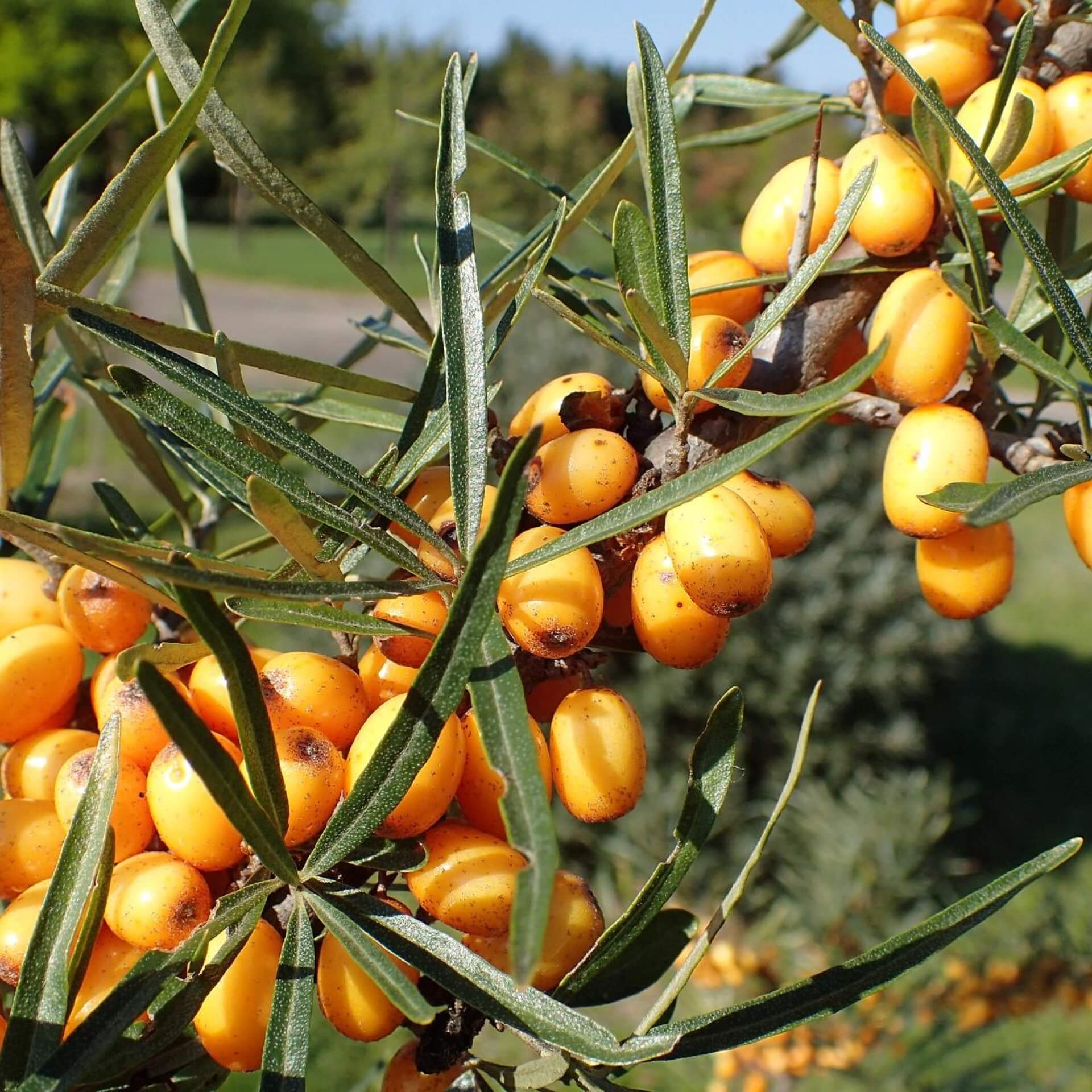 Sanddorn 'Hergo' (weiblich) (Hippophae rhamnoides 'Hergo')