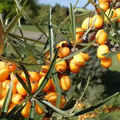 Foto von Sanddorn 'Hergo' (weiblich) (Hippophae rhamnoides 'Hergo')