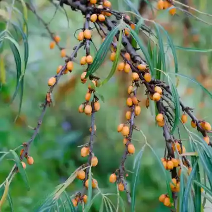 Foto von Sanddorn 'Leikora' (weiblich) (Hippophae rhamnoides 'Leikora')