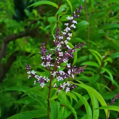 Foto von Zitronenverbene (Aloysia triphylla)