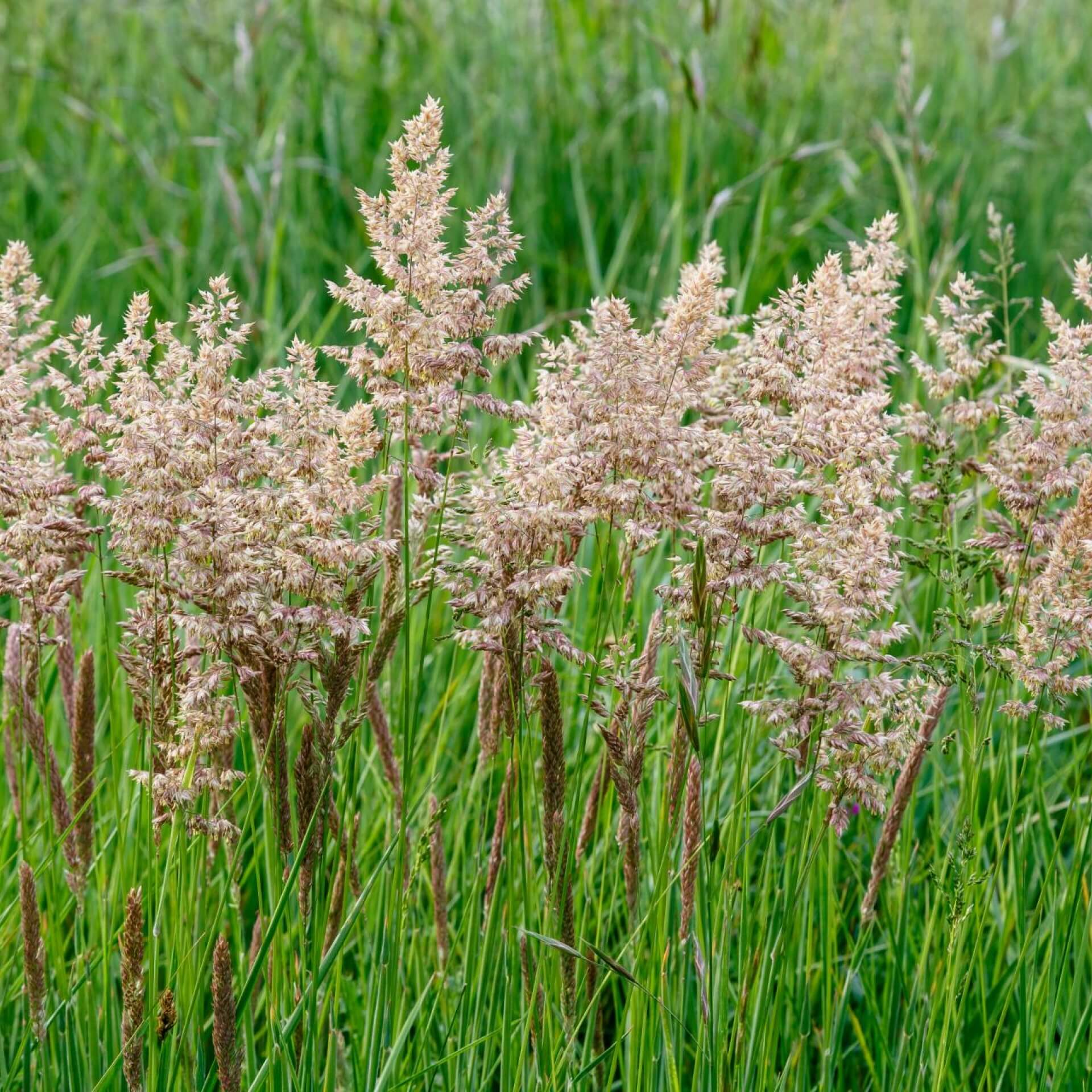 Wolliges Honiggras (Holcus lanatus)