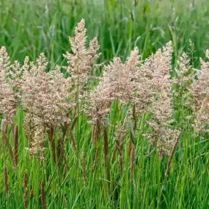 Foto von Wolliges Honiggras (Holcus lanatus)