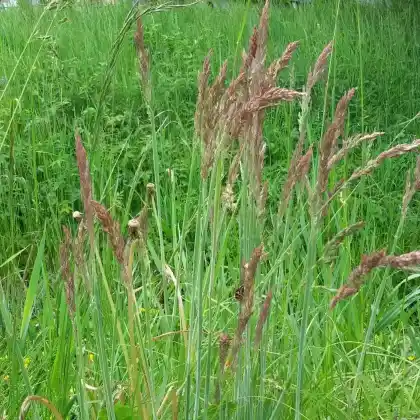 Foto von Weiches Honiggras (Holcus mollis)