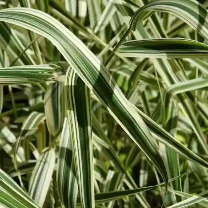 Foto von Weißbuntes Honiggras 'Variegatus' (Holcus mollis 'Variegatus')