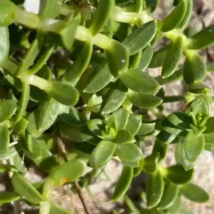 Foto von Salzmiere (Honckenya peploides)