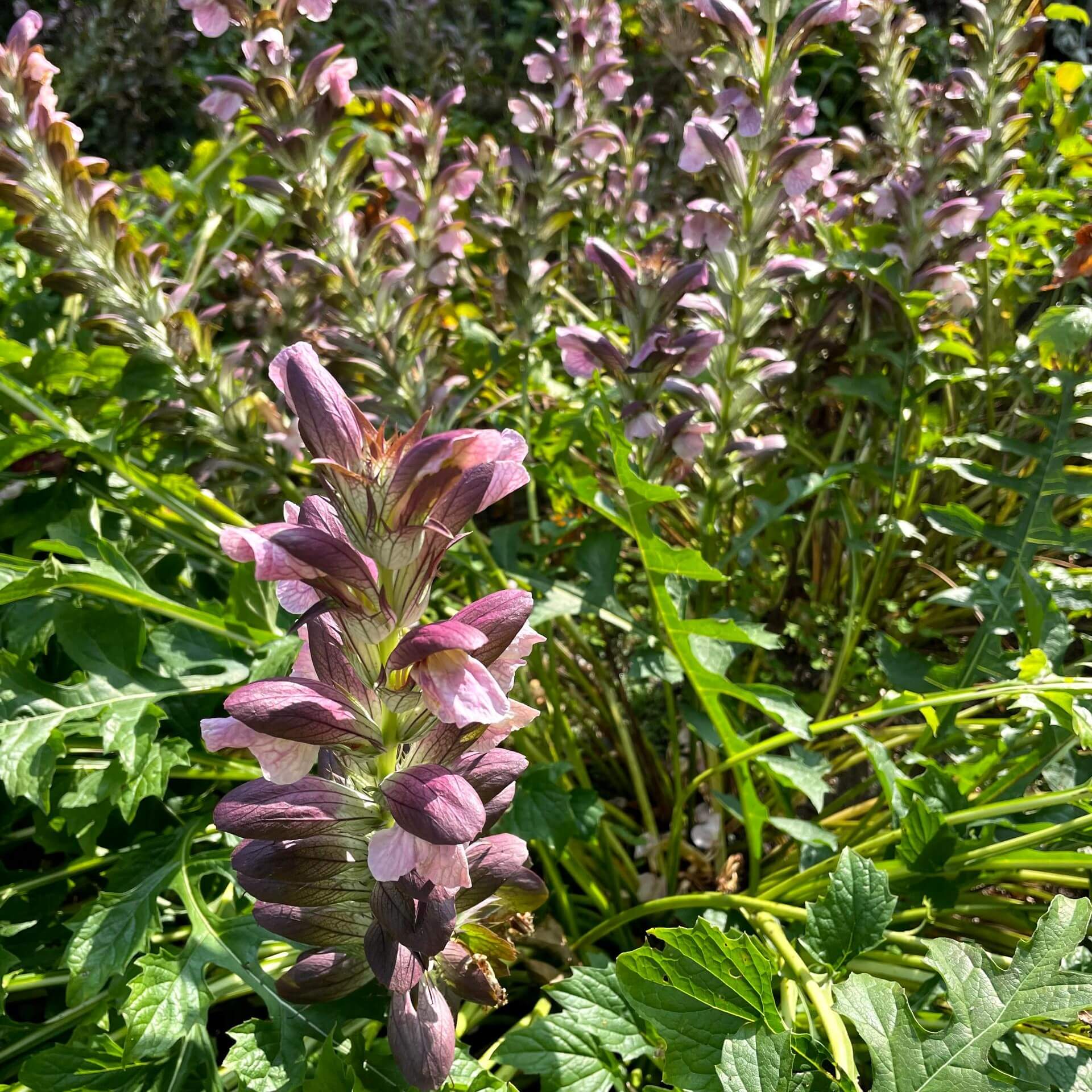 Balkan-Bärenklau (Acanthus hungaricus)