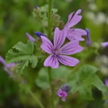 Foto von Armenischer Eibisch (Althaea armeniaca)