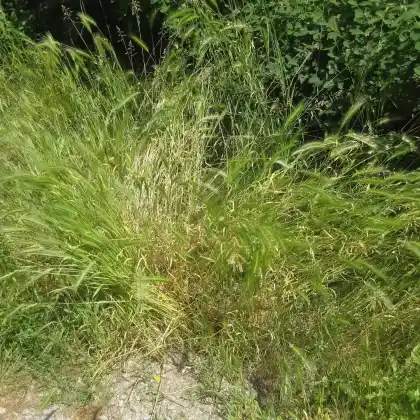 Foto von Mäuse-Gerste (Hordeum murinum)