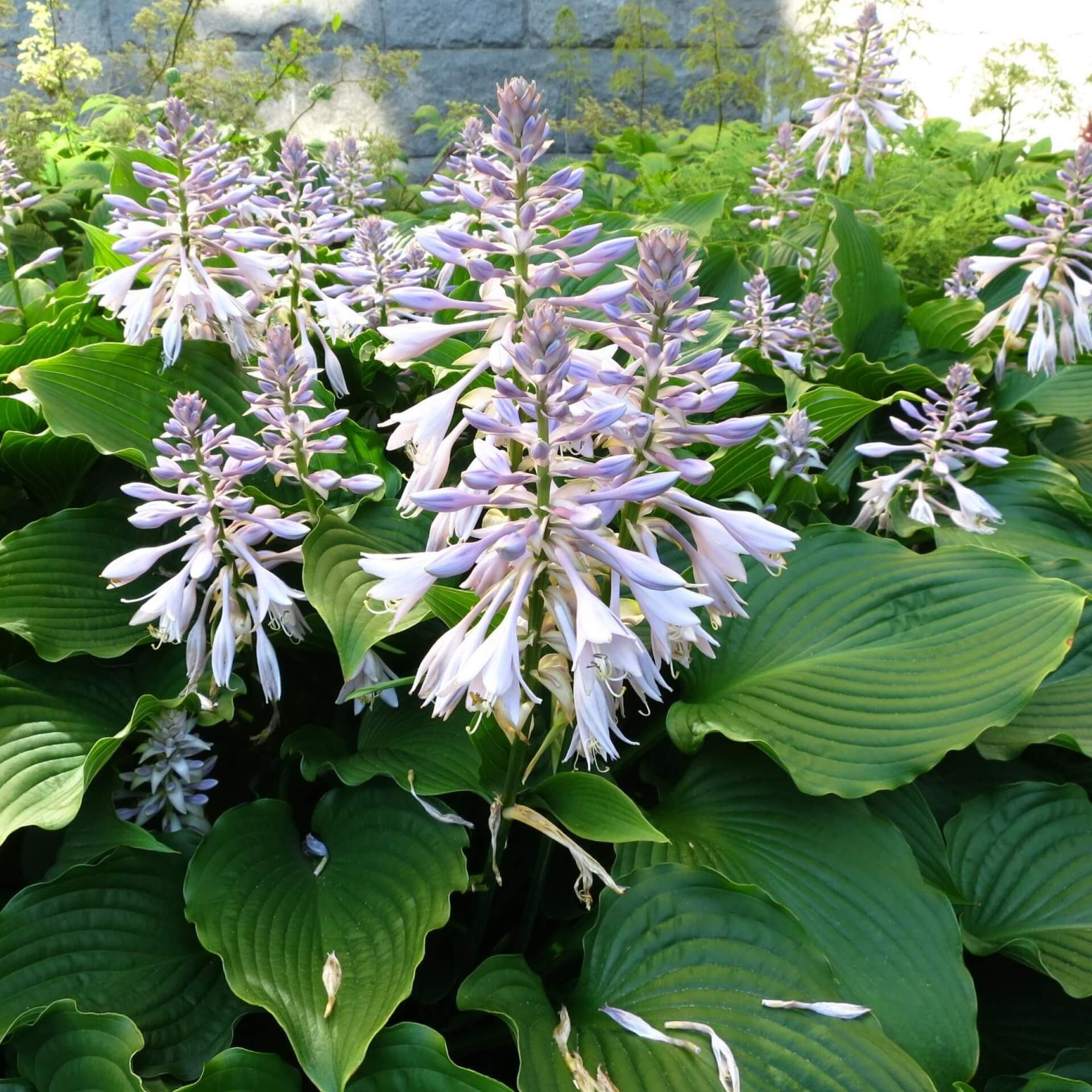 Grünblättrige Riesen-Funkie (Hosta elata)