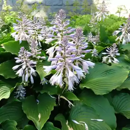 Foto von Grünblättrige Riesen-Funkie (Hosta elata)