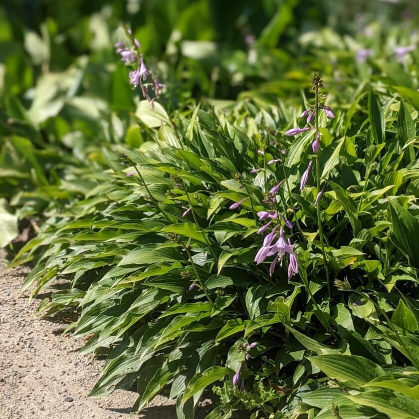 LanzenFunkie / Hosta lancifolia