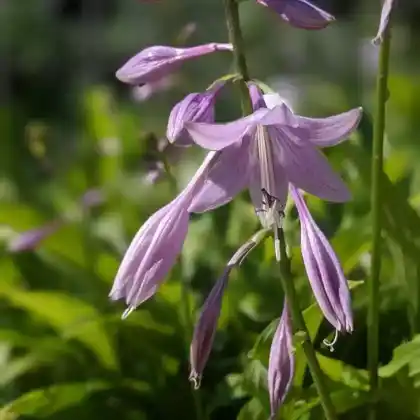 Foto von Lanzen-Funkie  (Hosta lancifolia)