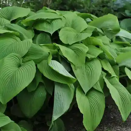 Foto von Berg-Funkie 'Green Acres' (Hosta montana f. macrophylla 'Green Acres')