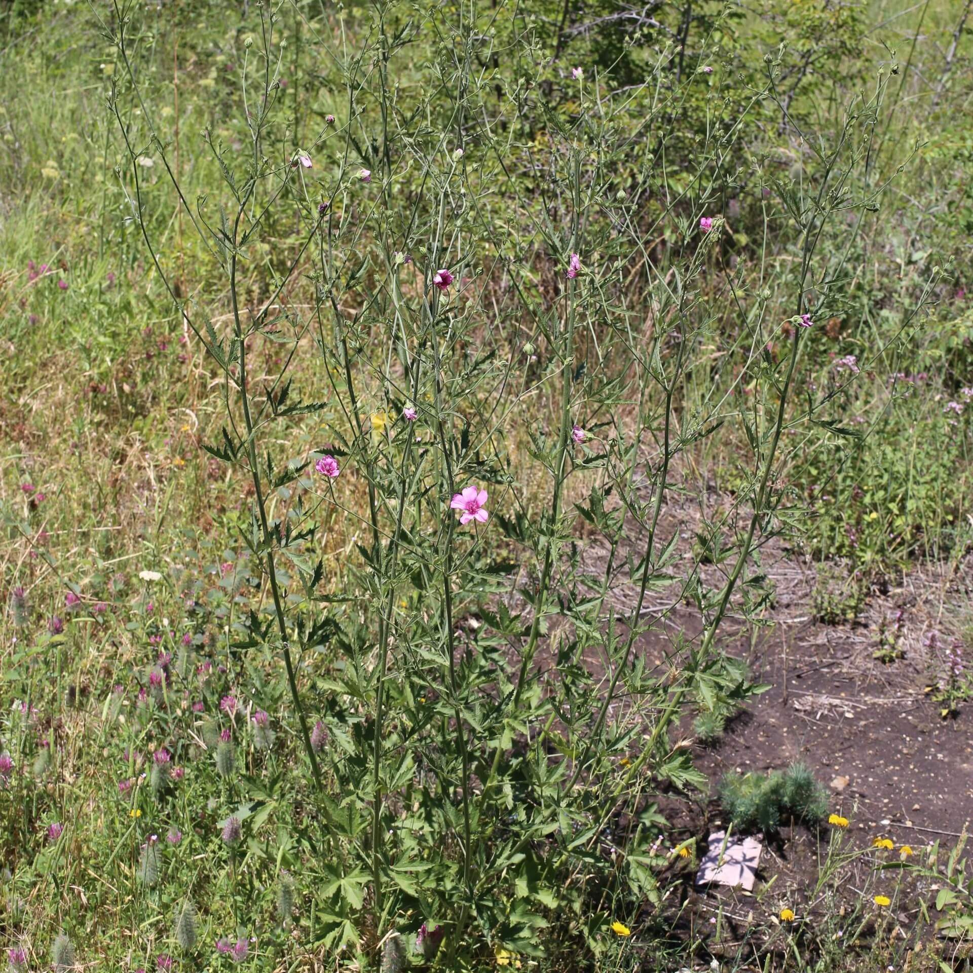 Hanfblättriger Eibisch (Althaea cannabina)