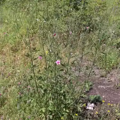 Foto von Hanfblättriger Eibisch (Althaea cannabina)