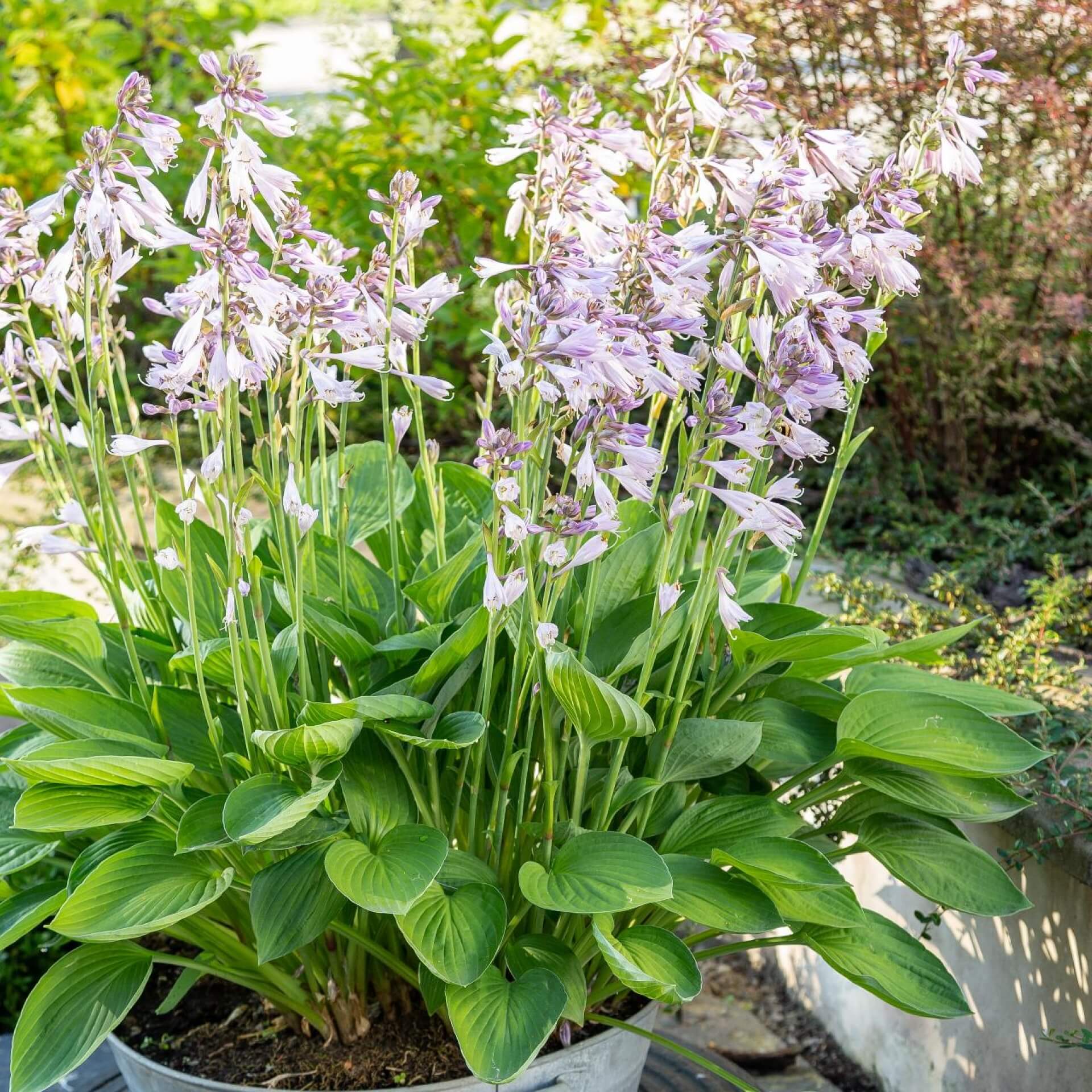 Duftende Herzblattlilie (Hosta plantaginea)