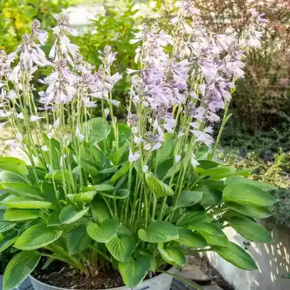 Foto von Duftende Herzblattlilie (Hosta plantaginea)