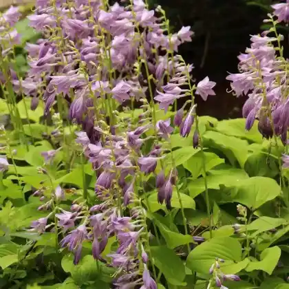 Foto von Blaublatt-Funkie 'August Moon' (Hosta sieboldiana 'August Moon')