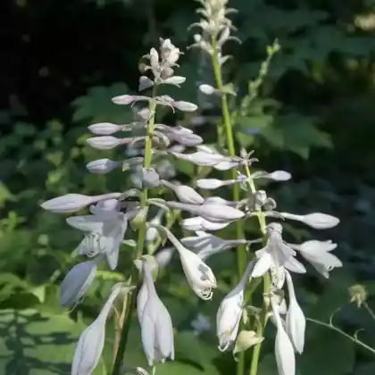 Foto von Blaublatt-Funkie 'Big Daddy' (Hosta sieboldiana 'Big Daddy')