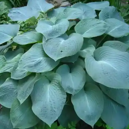 Foto von Blaublatt-Funkie 'Big Mama' (Hosta sieboldiana 'Big Mama')