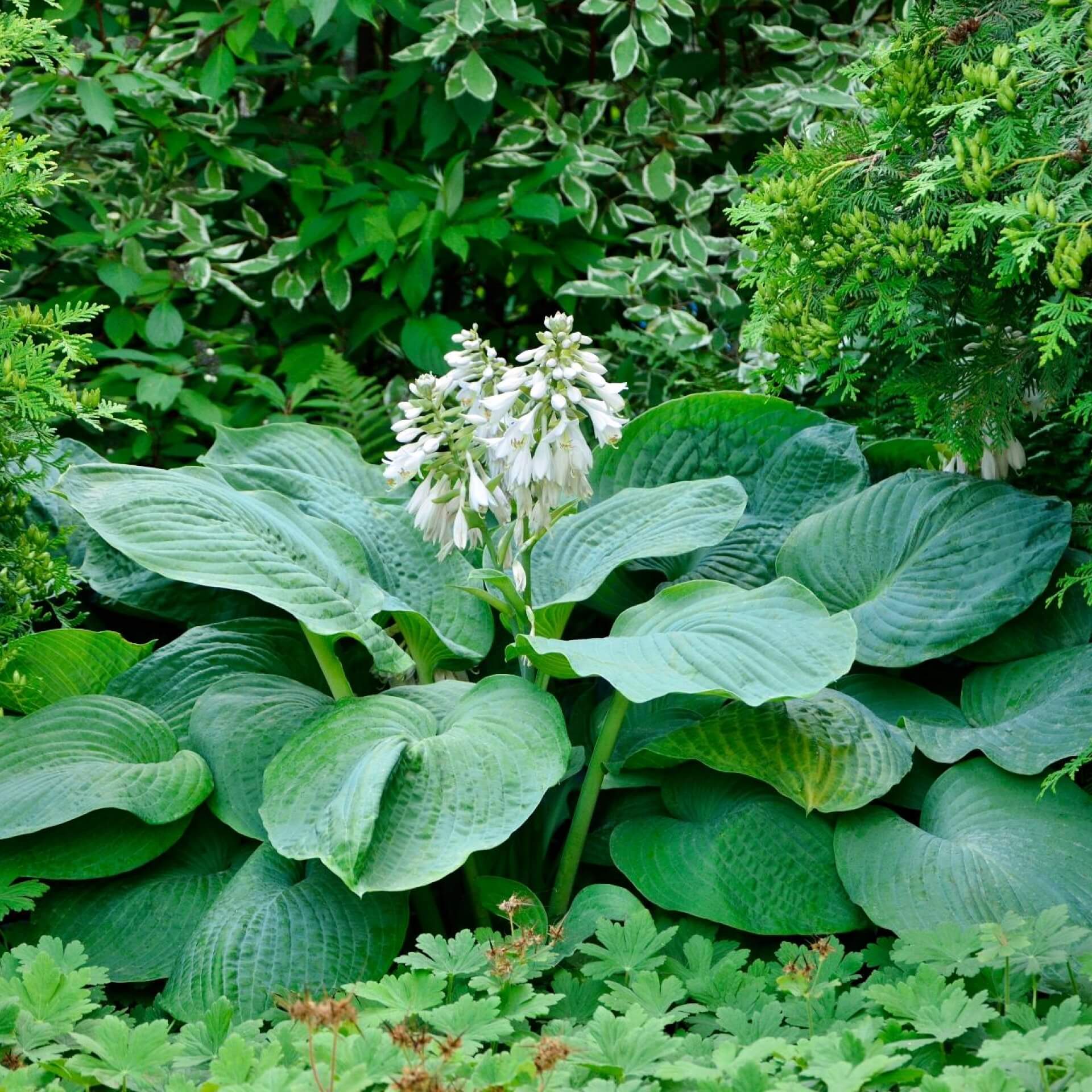 Große Blaugraue Funkie 'Blue Angel' (Hosta sieboldiana 'Blue Angel')