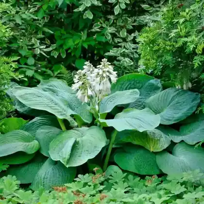 Foto von Große Blaugraue Funkie 'Blue Angel' (Hosta sieboldiana 'Blue Angel')