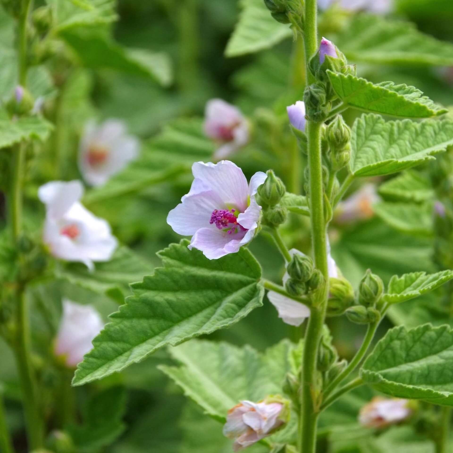 Echter Eibisch (Althaea officinalis)