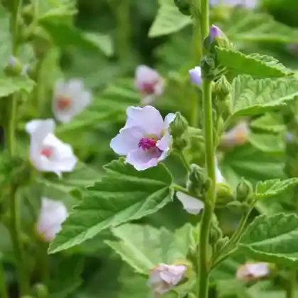 Foto von Echter Eibisch (Althaea officinalis)
