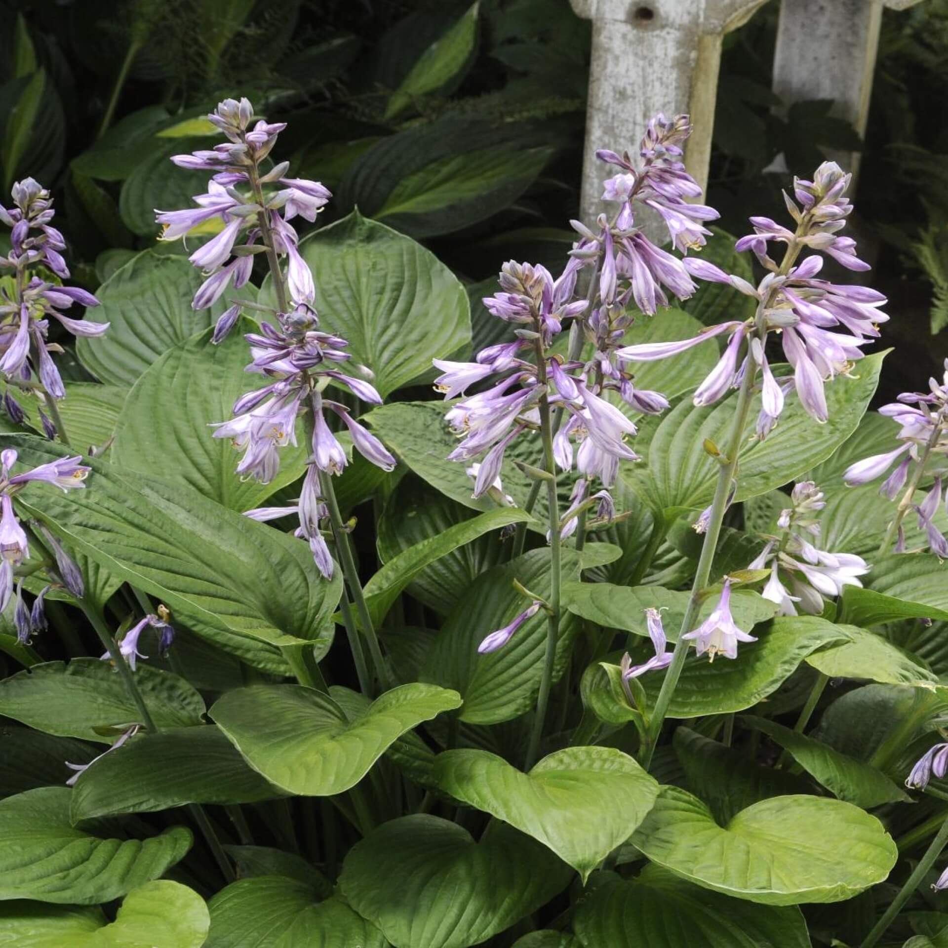 Blaublatt-Funkie 'Elegans' (Hosta sieboldiana 'Elegans')