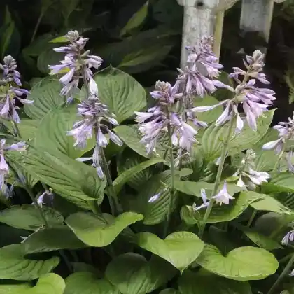 Foto von Blaublatt-Funkie 'Elegans' (Hosta sieboldiana 'Elegans')