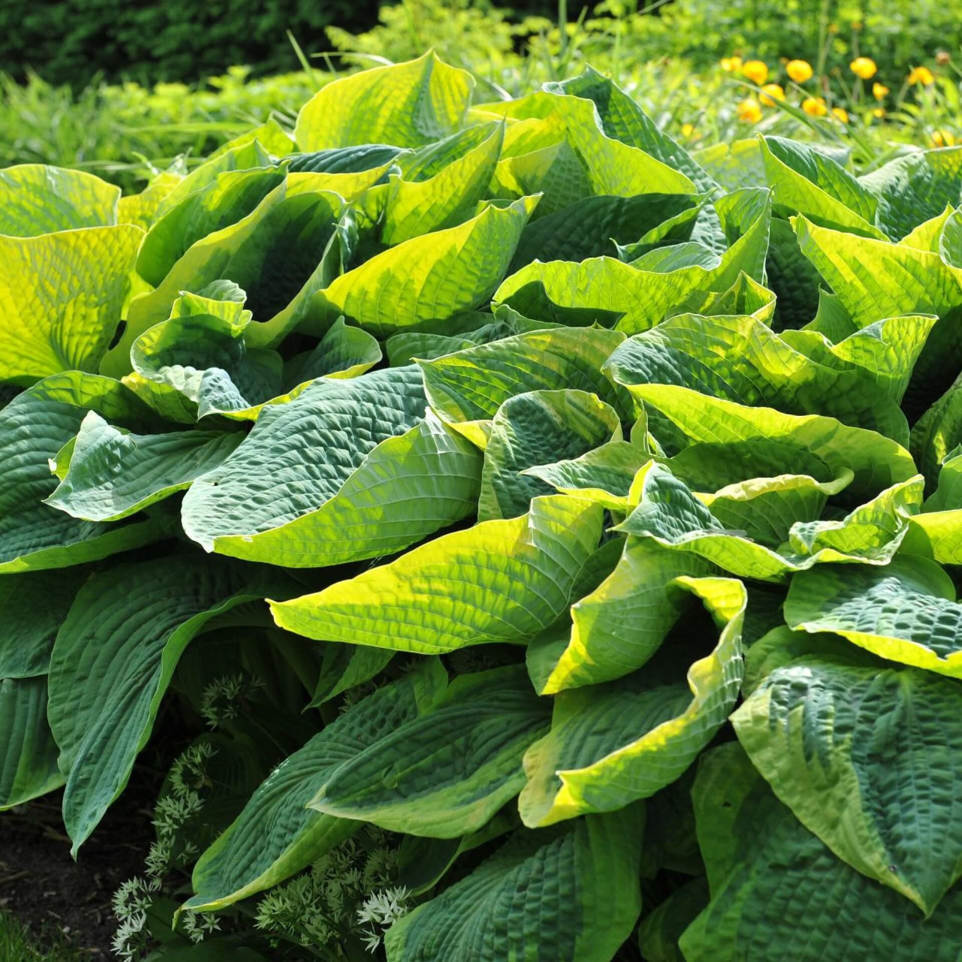 Blaublatt-Funkie 'Frances Williams' (Hosta sieboldiana 'Frances Williams')