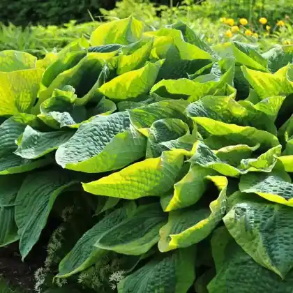 Foto von Blaublatt-Funkie 'Frances Williams' (Hosta sieboldiana 'Frances Williams')