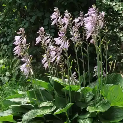 Foto von Glocken-Funkie (Hosta ventricosa)